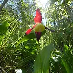 Au Bord De La Jonte L'aubriete *