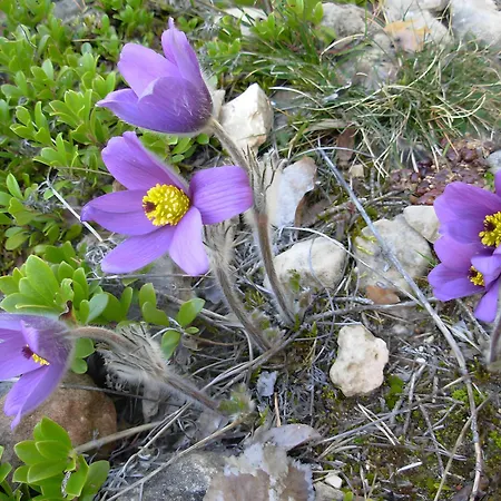 Au Bord De La Jonte L'aubriete *