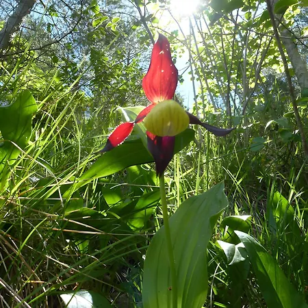 Au Bord De La Jonte L'aubriete 別荘