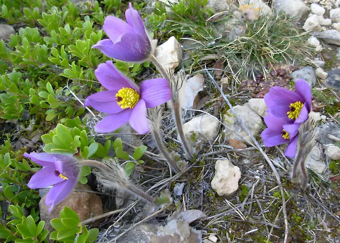 Au Bord De La Jonte L'aubriete *