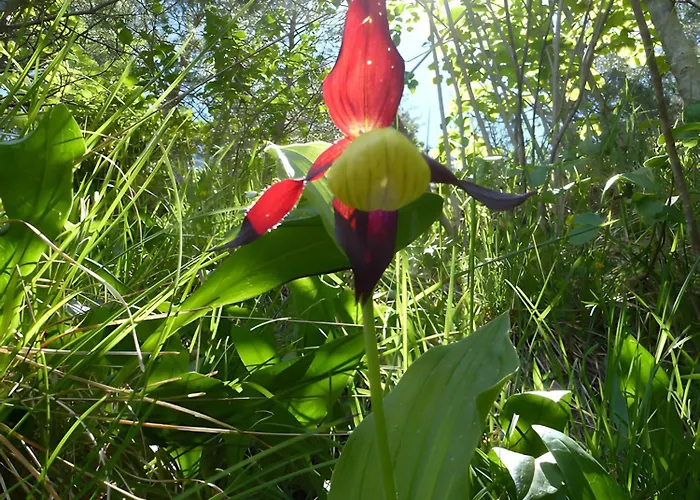 Au Bord De La Jonte L'aubriete *
